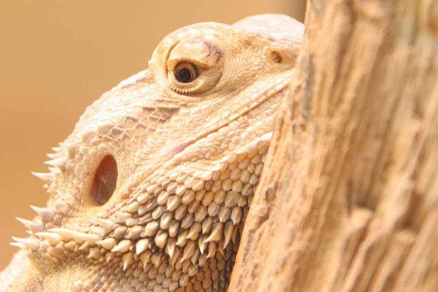 A bearded dragon lizard (Pogona Vitticeps) at the Smithsonian National Zoo, in Washington, D.C.