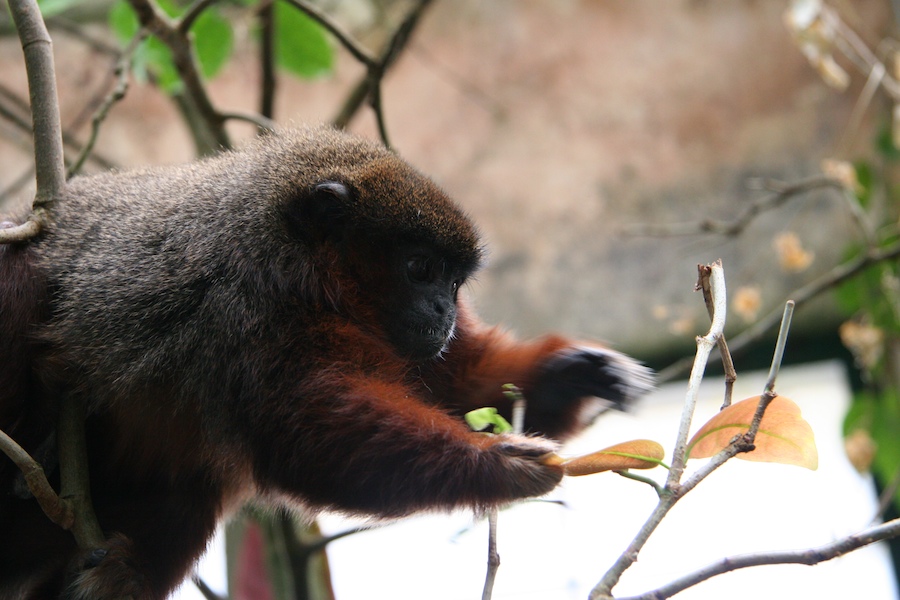 A tenacious howler monkey at the Smithsonian National Zoo reaches for a snack, despite a seemingly precarious balancing act.